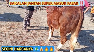 BAKALAN JANTAN SUPER MASUK PASAR‼️ SEGINI HARGANYA 🔥 Pasar Siyono harjo Gunungkidul 🔥🔥 [upl. by Sauveur]