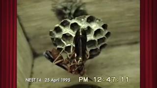 Polistes carolina Nest14 on 25 April 1995 Part 1 of 4 [upl. by Ledif]