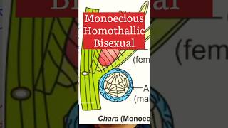 Monoecious Homothallic Bisexual biologywalesir monoecious homothallic bisexual chara [upl. by Arac]