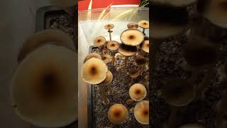 First Flush Trinity Harvest  Mushrooms spawned from Uncle Bens Ready Rice Doh they sporulated [upl. by Hussein]