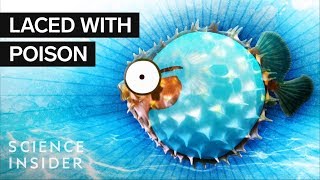 What’s Inside A Puffer Fish [upl. by Puttergill]