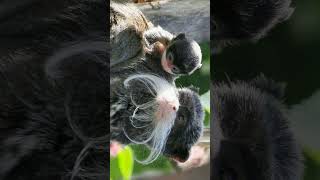 Bearded Emperor Tamarin Tamarinus subgrisescens  Observed in Description [upl. by Ennaej]