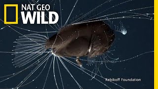 FirstEver Footage of DeepSea Anglerfish Mating Pair  Nat Geo Wild [upl. by Tterej]