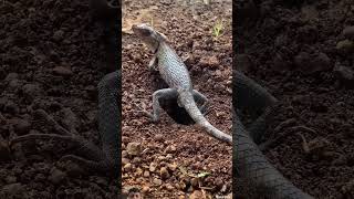 lizard animals reptiles pets iguana viralvideo reptile shortsvideos animal shortsindia [upl. by Ahtiuqal339]