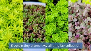 cute n tiny plants  my all time favourite collection  easy growing varieties [upl. by Zapot]