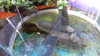 How Cheap Inexpensive Aquaponic Self Sustaining Planted Turtle Pond [upl. by Terag]