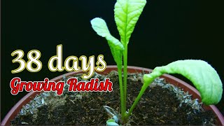 Growing Radish From Seed for 38 days I timelapse [upl. by Eduino]