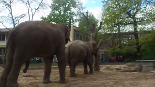 Asiatische Elefanten im Berliner Zoo pflanzen sich fort [upl. by Asirral]