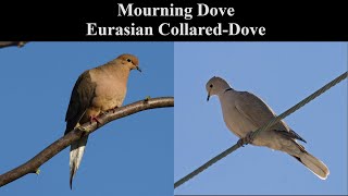 Identify Birds Mourning Dove vs Eurasian CollaredDove [upl. by Sakul]