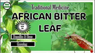 Traditional Medicine  African Bitter Leaf  Vernonia amygdalina  Part 1 [upl. by Ahsykal237]