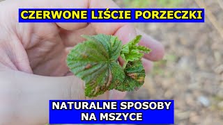 Czerwone Liście Porzeczki co robić Naturalne sposoby na Mszyce Mszyce są na Porzeczce i nie tylko [upl. by Paget]