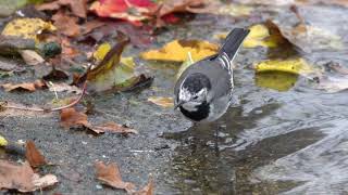 Pied Wagtail in dead leaves [upl. by Ynnor]