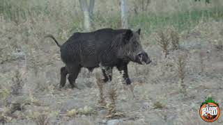 TOP 50 DOMUZ AVI EN İYİ SAHNELER TOP 50 AMAZING WILD BOAR HUNTS istanbulsilah monza impalaplus [upl. by Aimas]