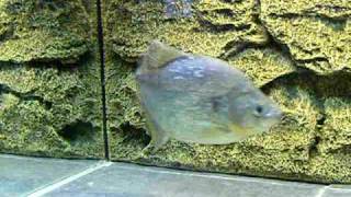 85quot marginatus piranha [upl. by Loretta]