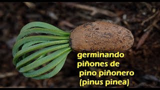 germinando piñones de pino piñonero pinus pinea [upl. by Krawczyk499]