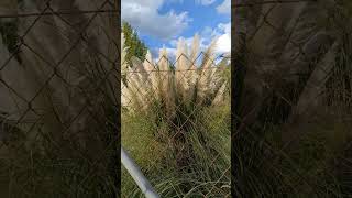 Amazing 😍 pampas grass pampasgrass niceviews [upl. by Atiken394]