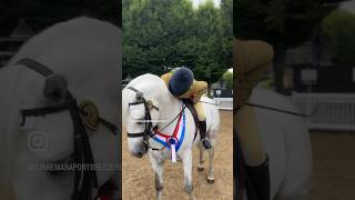 CONNEMARA RIDDEN CLASSES DUBLIN HORSE SHOW ‘23 connemara connemarapony ireland pony showing [upl. by Fogarty284]