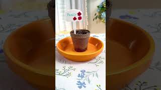 How to Plant Seeds Easy Gardening Activity for Kids  Calloway’s Nursery [upl. by Huskey573]