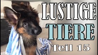 Süße und Lustige Tiervideos  Teil 15  ✪ Stern DuTube [upl. by Aihk975]