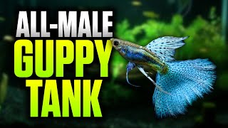 How To Setup An All Male Guppy Tank BeginnerFriendly Planted Aquarium Setup [upl. by Adrea314]