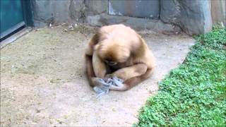 A Gibbon and His Squirrel [upl. by Coit]