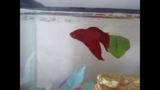 How to teach your Betta 4 different tricks [upl. by Legnalos]