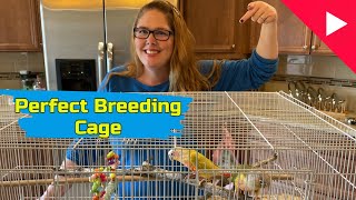 Beginner guide to Bird breeding cage [upl. by Ikik728]