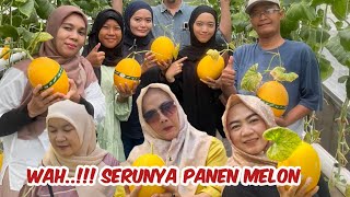 Wah serunya panen melon di atas dag rumah [upl. by Kitrak555]