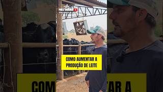 Como aumentar a produção de leiteagro fazenda pecuaria agropecuaria minasgerais [upl. by Aleedis]