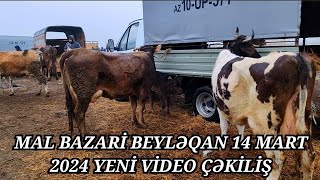 MAL BAZARİ BEYLƏQAN 14 MART 2024 YENİ VİDEO ÇƏKİLİŞ malbazaribeyləqanqulubeyleqanlı [upl. by Llovera]