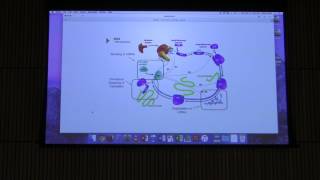 Nitrogen Metabolism  Kevin Aherns BB 451 Lecture 51 2017 [upl. by Nirac444]