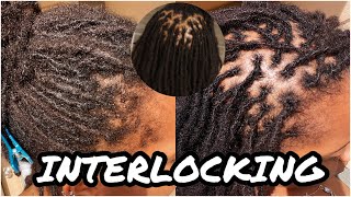 Interlocking Locs  How I Interlock My Locs [upl. by Llain680]