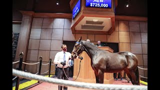 2020 Lexington Selected Sale [upl. by Stallworth]