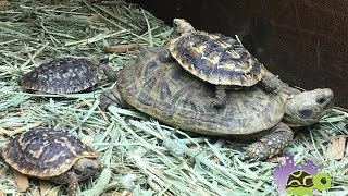 Baby African pancake Tortoises hanging out with adults [upl. by Kenimod]