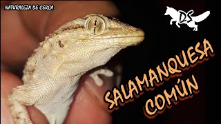 SALAMANQUESA COMÚN🦎 Gecko Del mediterraneo a la Argentina [upl. by Anawt]