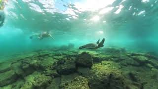 Snorkeling with Hawaiian Green Sea turtles  shot on Insta360 X3 with Invisible Dive Case [upl. by Panthia]