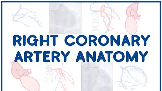 Right Coronary Artery Anatomy [upl. by Ahsakat117]