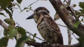 COLOMBIA BIRDING AND NATURE TOURS THE ENDEMIC BIRDS [upl. by Oswell]