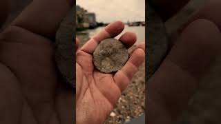 Old Sailmakers Palm  2 in the bush is worth one in the hand  mudlarking the Thames River London [upl. by Ddene]