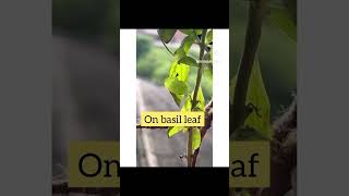 Inchworms on Basil 🌿 gardening pests shortsvideo organicgardening [upl. by Anelis]