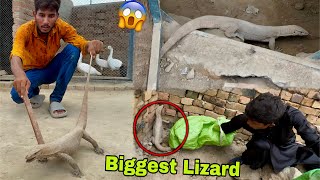 Pet House Sy Biggest Dangerous Indian🇮🇳 Lizard Ko Paker Liya😱 [upl. by Notlit]