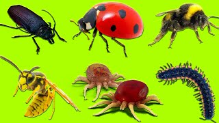 Learn Insects  Learn Names and Sounds of Insects for Kids in English 2 [upl. by Nhabois]