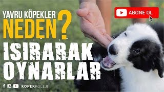 Yavru Köpekler Neden Isırarak Oynarlar [upl. by Nosreffej]