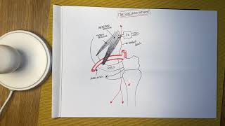 The Subclavian Artery  Anatomy [upl. by Karita]