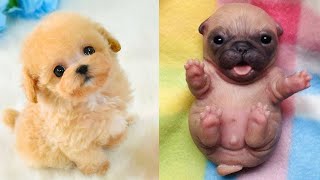 Baby Dogs  Cute and Funny Dog Videos Compilation 24  Aww Animals [upl. by Noak455]