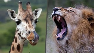 Lion hunting Giraffe in Barcelona Zoo Funny animals [upl. by Lihkin]