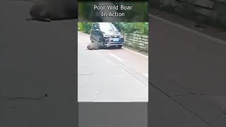 Poor Wild Boar In Action animal [upl. by Uzzial]