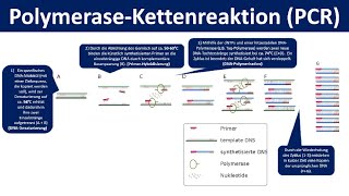 PolymeraseKettenreaktion PCR  Ein Verfahren zur Vervielfältigung von DNA Biologie Oberstufe [upl. by Anahoj998]