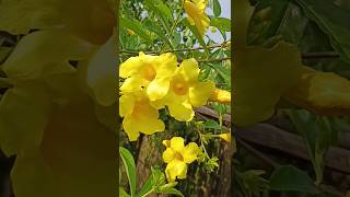 Allamanda Flower Care allamanda shorts flowers [upl. by Gittle795]