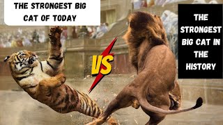 Man Eating Tiger Of Shimla VS The Barbery Lion Atlas [upl. by Ahrat]